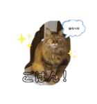 ねこのちこちゃん(びびりちゃん)②（個別スタンプ：6）