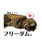 ねこのちこちゃん(びびりちゃん)②（個別スタンプ：11）
