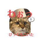 ねこのちこちゃん(びびりちゃん)②（個別スタンプ：12）