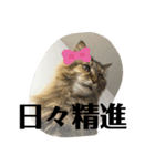 ねこのちこちゃん(びびりちゃん)②（個別スタンプ：14）