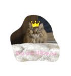 ねこのちこちゃん(びびりちゃん)②（個別スタンプ：15）