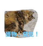 ねこのちこちゃん(びびりちゃん)②（個別スタンプ：16）