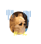もふふわフレンズ（個別スタンプ：1）