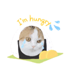 猫 ゆめちゃん（個別スタンプ：8）