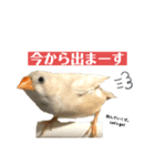 おもちと銀次郎2（個別スタンプ：1）