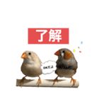おもちと銀次郎2（個別スタンプ：3）