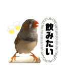 おもちと銀次郎2（個別スタンプ：7）