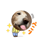 ASLANスタンプ（個別スタンプ：8）