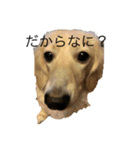 こっちゃんぱおん（個別スタンプ：1）