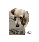 こっちゃんぱおん（個別スタンプ：5）