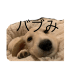 こっちゃんぱおん（個別スタンプ：13）
