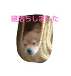 ポメラニアンみるくの日常会話2（個別スタンプ：1）
