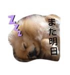 ポメラニアンみるくの日常会話2（個別スタンプ：4）
