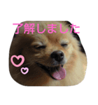 ポメラニアンみるくの日常会話2（個別スタンプ：5）