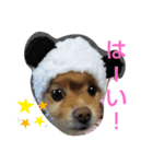 ポメラニアンみるくの日常会話2（個別スタンプ：7）