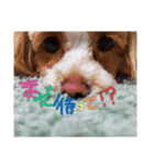 milk0517（個別スタンプ：7）
