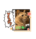TORAのかお スタンプ（個別スタンプ：9）