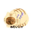 TORAのかお スタンプ（個別スタンプ：12）