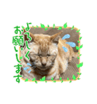 TORAのかお スタンプ（個別スタンプ：16）