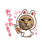 TORAのかお スタンプ（個別スタンプ：19）