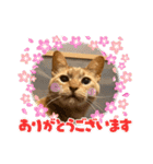 TORAのかお スタンプ（個別スタンプ：23）