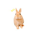 むぎぞーのすたんぷ。（個別スタンプ：1）