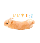 むぎぞーのすたんぷ。（個別スタンプ：3）