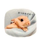 むぎぞーのすたんぷ。（個別スタンプ：9）