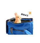 むぎぞーのすたんぷ。（個別スタンプ：11）