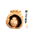 むぎぞーのすたんぷ。（個別スタンプ：16）