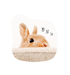 むぎぞーのすたんぷ。（個別スタンプ：17）