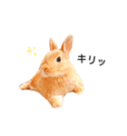 むぎぞーのすたんぷ。（個別スタンプ：21）