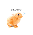 むぎぞーのすたんぷ。（個別スタンプ：23）