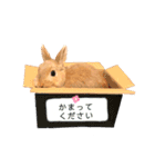 むぎぞーのすたんぷ。（個別スタンプ：24）