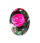 camellia（椿）（個別スタンプ：1）