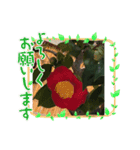 camellia（椿）（個別スタンプ：3）