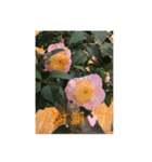camellia（椿）（個別スタンプ：4）