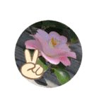 camellia（椿）（個別スタンプ：5）