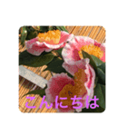 camellia（椿）（個別スタンプ：6）