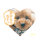 トイプードルプリンスタンプ3（個別スタンプ：2）