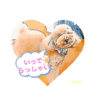 トイプードルプリンスタンプ3（個別スタンプ：4）