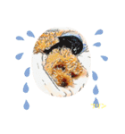 トイプードルプリンスタンプ3（個別スタンプ：11）