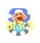 トイプードルプリンスタンプ3（個別スタンプ：13）