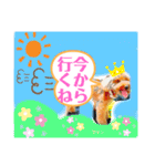 トイプードルプリンスタンプ3（個別スタンプ：17）