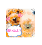 トイプードルプリンスタンプ3（個別スタンプ：18）