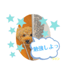 トイプードルプリンスタンプ3（個別スタンプ：21）