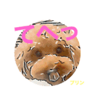トイプードルプリンスタンプ3（個別スタンプ：30）