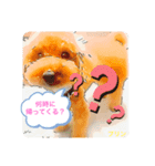 トイプードルプリンスタンプ3（個別スタンプ：31）