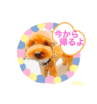 トイプードルプリンスタンプ3（個別スタンプ：32）