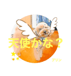 トイプードルプリンスタンプ3（個別スタンプ：33）
